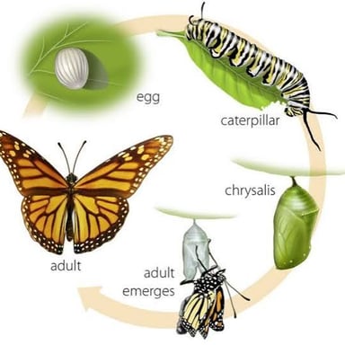Stages showing a caterpillar developing into a butterfly.