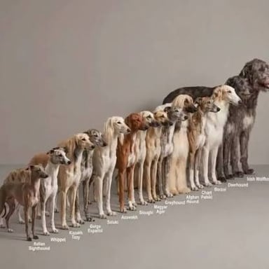 An Afghan hound, a borzoi, and a Saluki.
