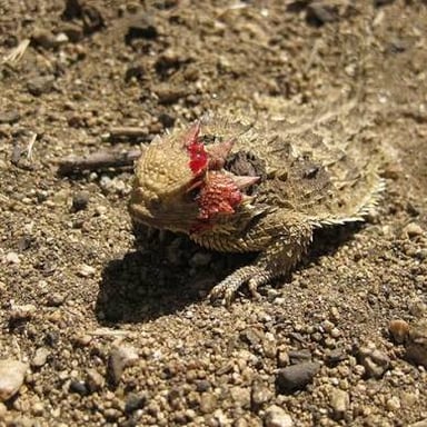 A predator targeting a vulnerable animal