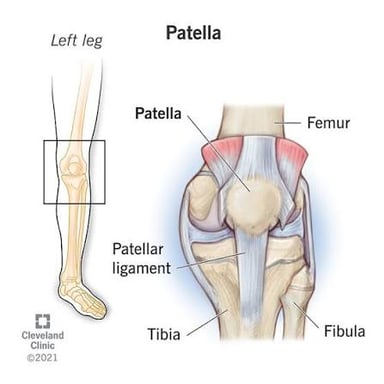 An anatomical illustration showing the patella at the front of the knee.