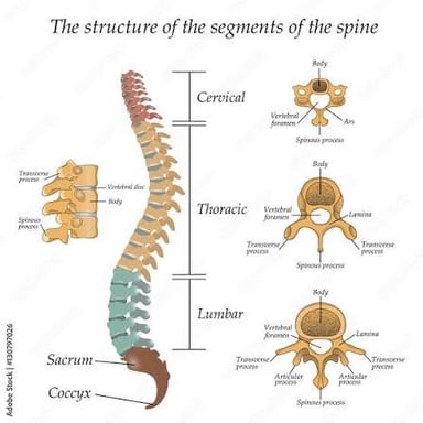 An anatomical illustration of a single vertebra from the spine.