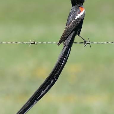 A male long-tailed widowbird showing its elongated tail feathers.