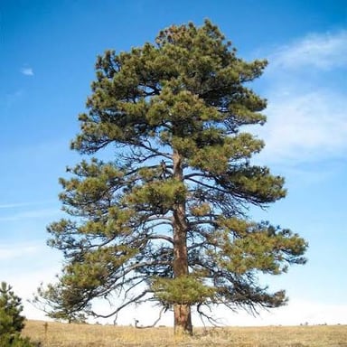 A tall ponderosa pine with a straight trunk and broad crown.
