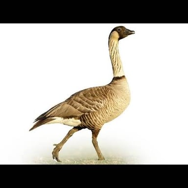 A nene, or Hawaiian goose, standing in a natural Hawaiian landscape.
