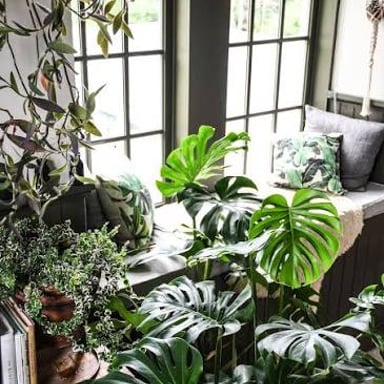 A healthy green plant growing vigorously.