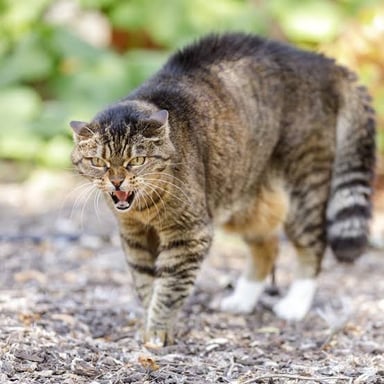 An angry cat stands with its back arched.