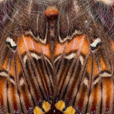 Close-up of the tiny scales covering a moth’s wing.