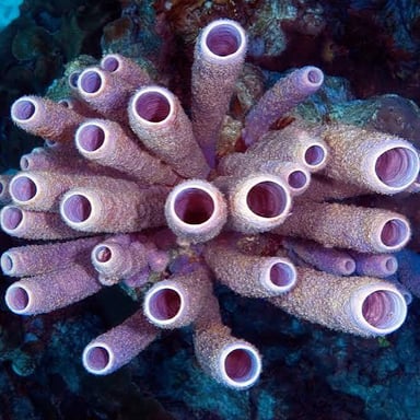 A porous sea sponge shown absorbing water.