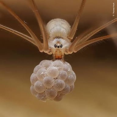 A spider with long, slender legs.