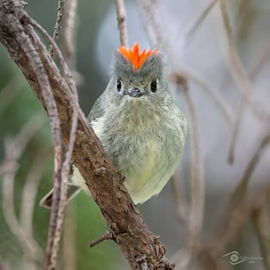 A small kinglet perched on a branch.