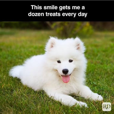 A Samoyed dog with an upturned, smile-like expression.
