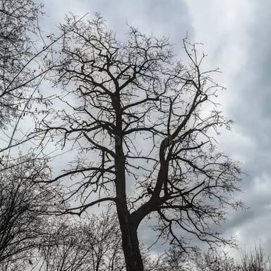 A bleak, overcast landscape with bare trees and muted colors.