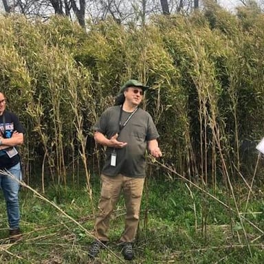 A dense stand of tall bamboo-like river cane grasses
