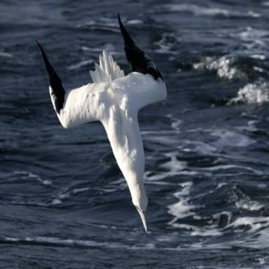 A northern gannet diving toward the sea to catch a fish