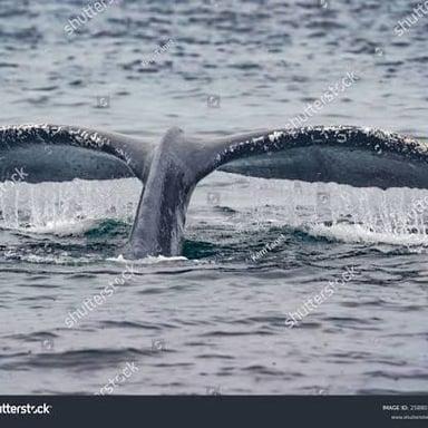 A humpback whale raising its tail flukes above the water.