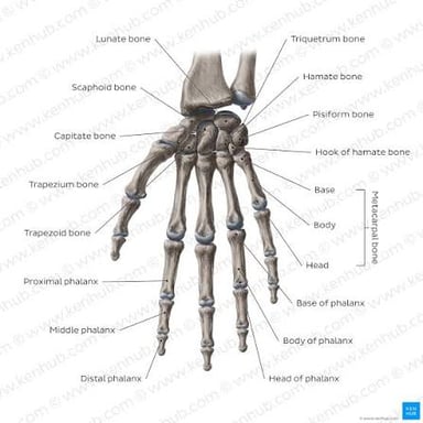 An anatomical illustration labeling the phalanx bones in a finger.