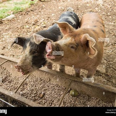 Pigs eating from a trough in a muddy pen
