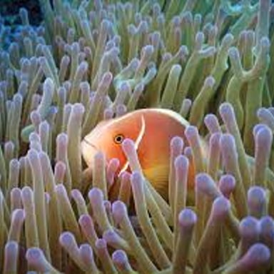 Coral and fish in the Great Barrier Reef off Queensland, Australia.