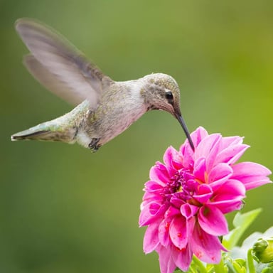 A hummingbird reaches into a flower to drink nectar.
