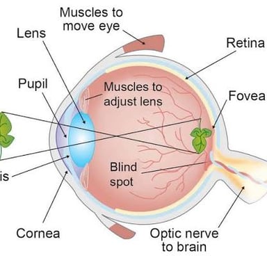 Educational diagram showing rod photoreceptors in the retina