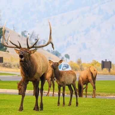 An elk standing in Yellowstone National Park