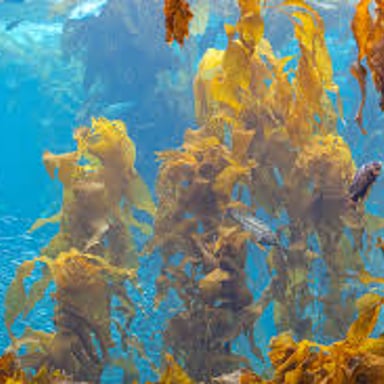 Sunlight filtering through tall kelp growing in a coastal underwater habitat.