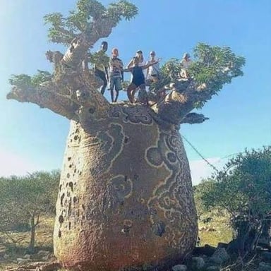 A baobab with a thick trunk beside a banyan with spreading branches and aerial roots.