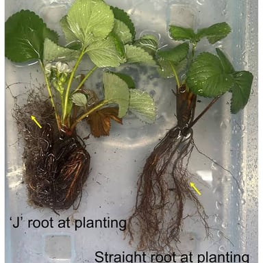 A plant pulled from the soil with its roots exposed.