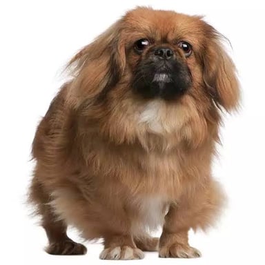 A long-haired Pekingese, a small companion-dog breed from China.