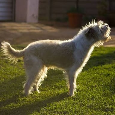 A dog with its mouth open while barking.