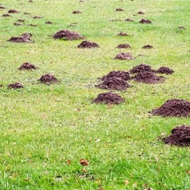 A mole emerging from soil in a grassy lawn