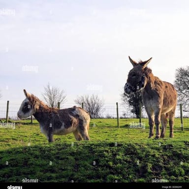 Two donkeys standing side by side in a grassy field.