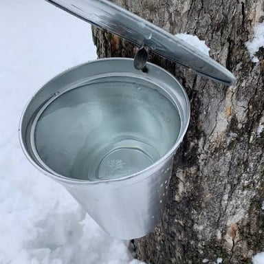 A small spout in a maple tree trunk directs sap into a collection bucket.