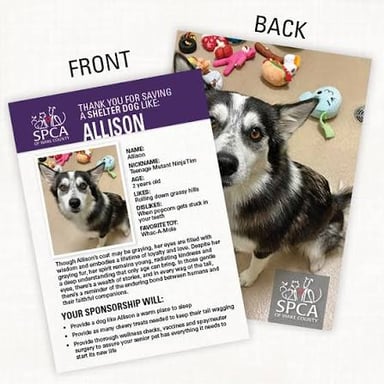 A dog at an animal shelter, representing the rescue and adoption work of an SPCA.