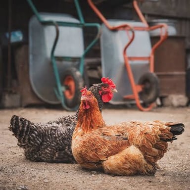 A domestic hen, the female chicken that lays eggs.
