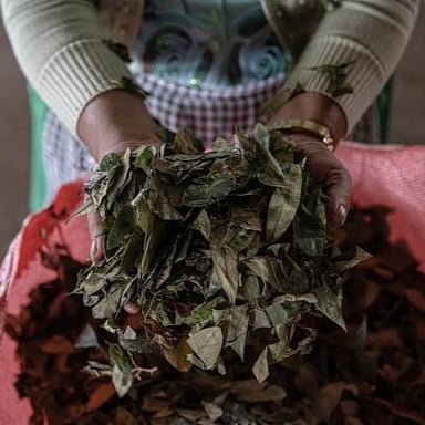 Leaves of the coca plant, a shrub native to South America.