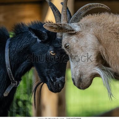 A goat lowering its head as if preparing to butt