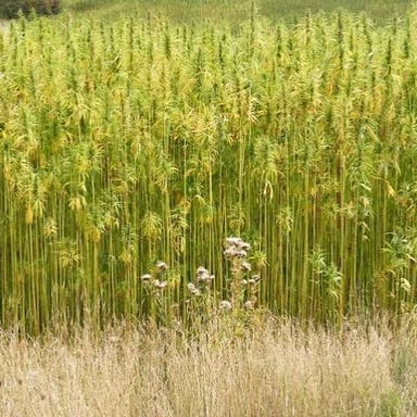 Hemp plants beside a bundle of processed natural hemp fiber