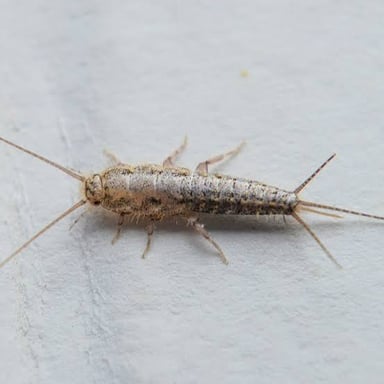 Several common household pest insects.