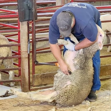 A shearer carefully removing a sheep’s fleece.