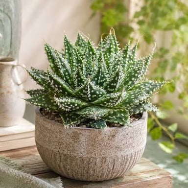 An aloe vera succulent with thick, pointed leaves arranged in a rosette.