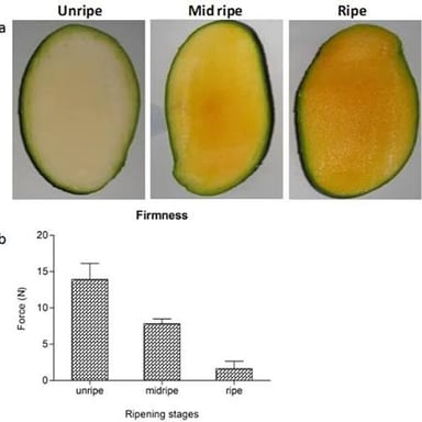 Fruit shown at greener and riper stages of maturity.