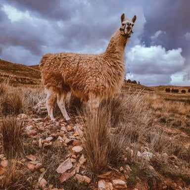 Llamas, South American camelids, standing together in a field
