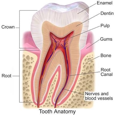 An illustration of a human molar tooth