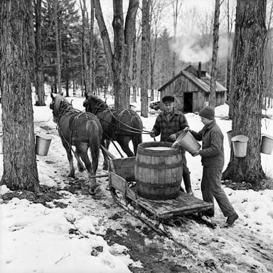 Maple syrup beside equipment used to collect and boil sap from sugar maple trees.