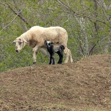 A mature ram and a young lamb, the two animal words in the rhyming clue.