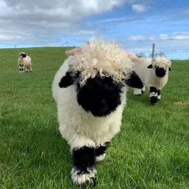 A woolly female sheep standing in a farm pasture