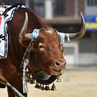 A male horse and a male bovine.