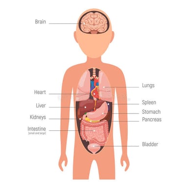 An anatomical illustration showing the chest and abdomen, the central part of the human body.