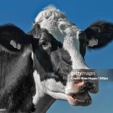 A cow chewing, illustrating the rechewing of cud.